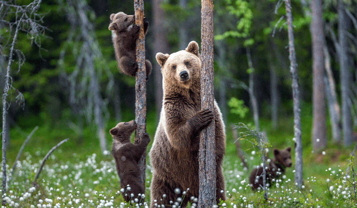 Securing Wildlife